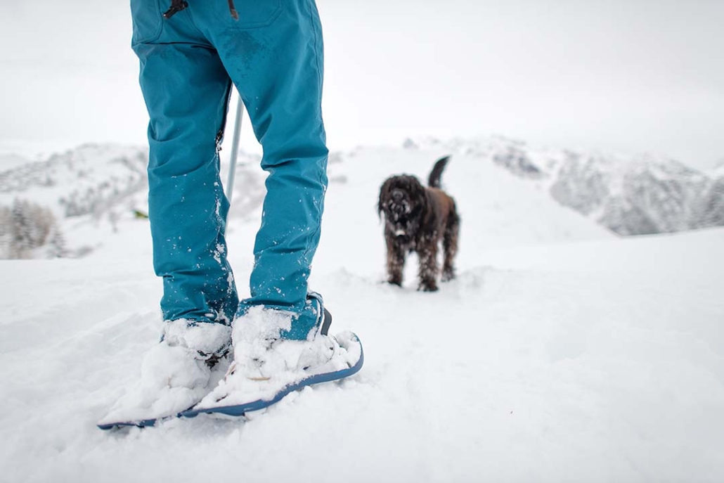 snowshoeing with dog